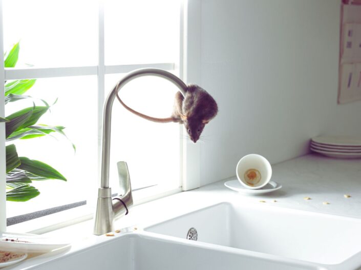 rágcsáló patkány kártevő