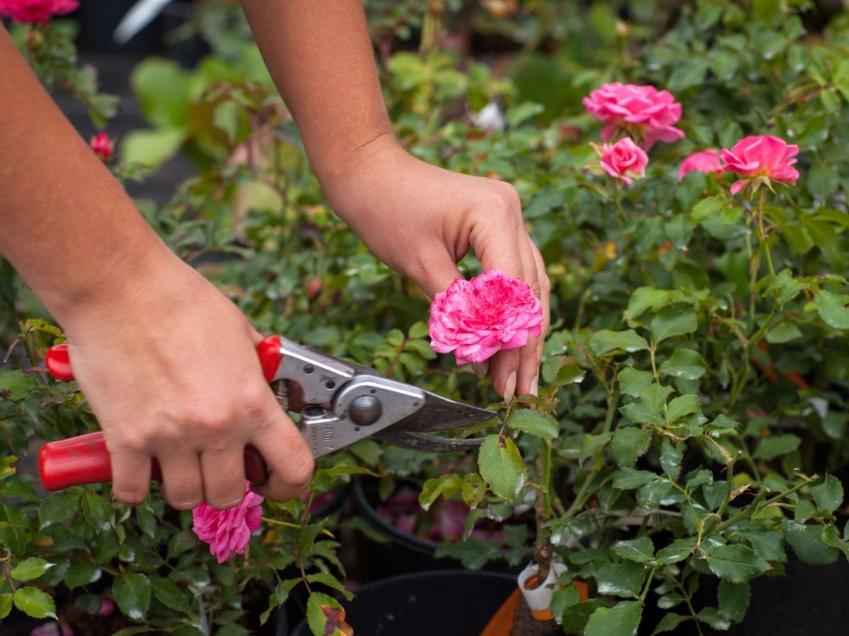 ősz metszés virág kert