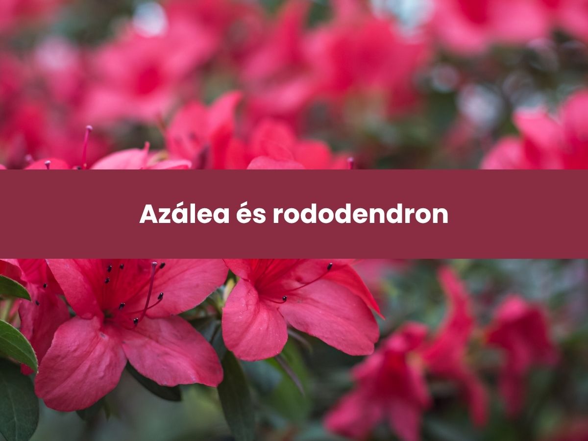 Azálea és rododendron