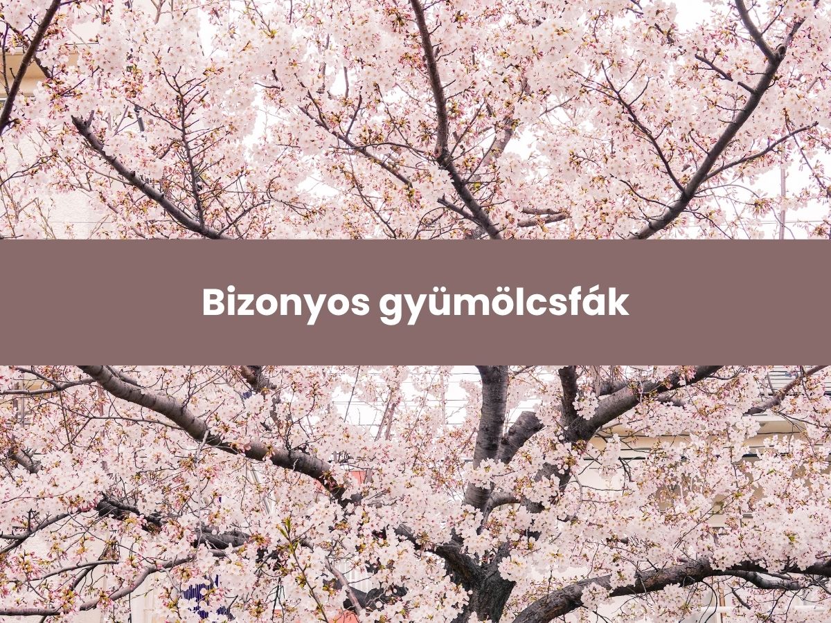 Bizonyos gyümölcsfák