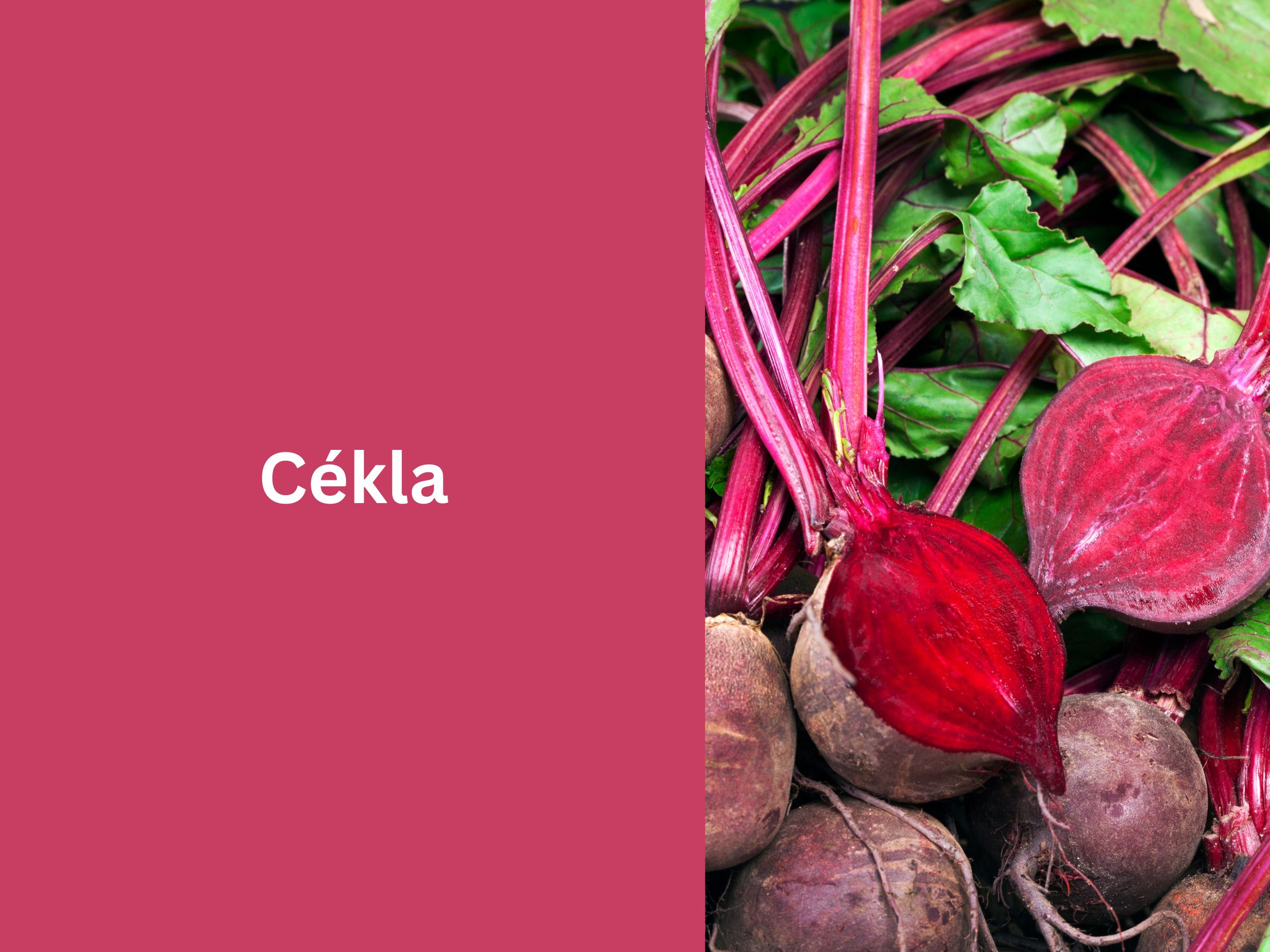 Cékla
