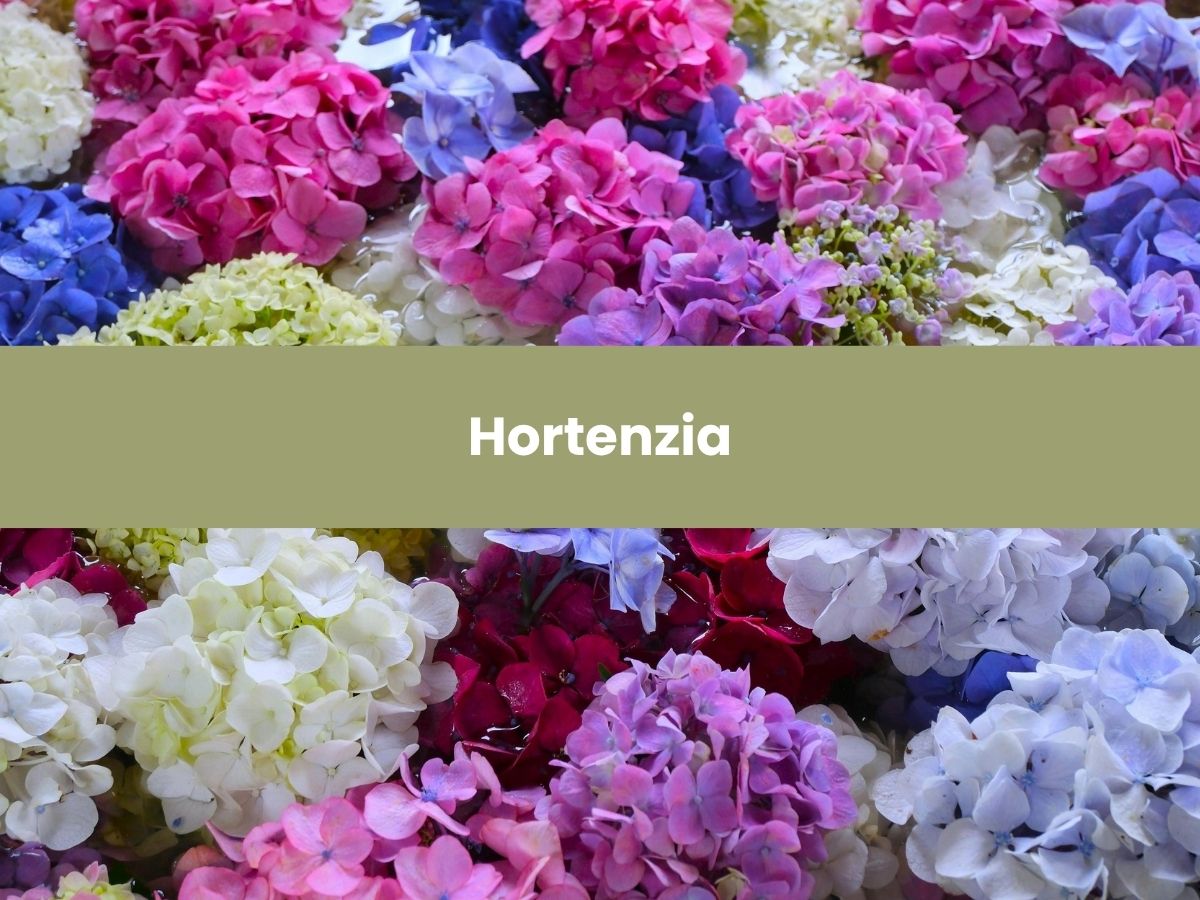 Hortenzia