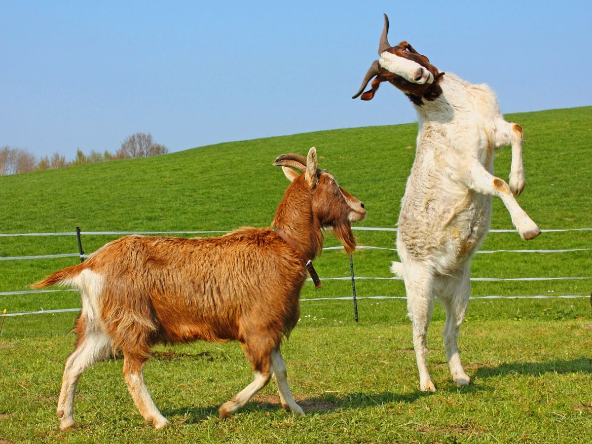 allatok-vilagnapja - Nők Lapja - Nők Lapja