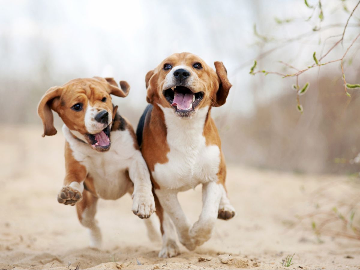 allatok-vilagnapja - Nők Lapja - Nők Lapja