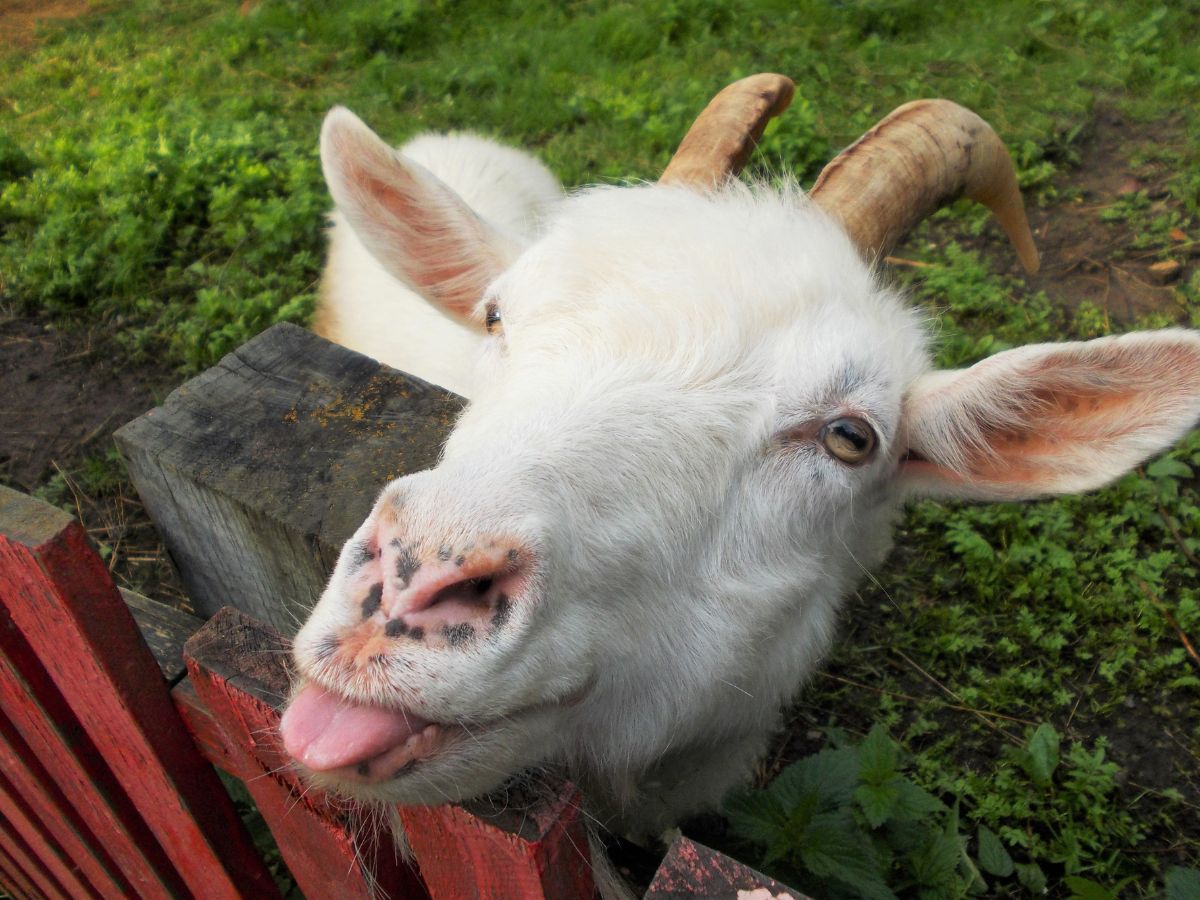 allatok-vilagnapja - Nők Lapja - Nők Lapja
