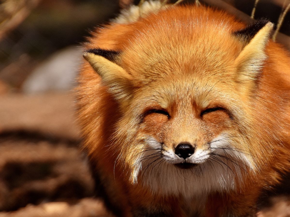 allatok-vilagnapja - Nők Lapja - Nők Lapja