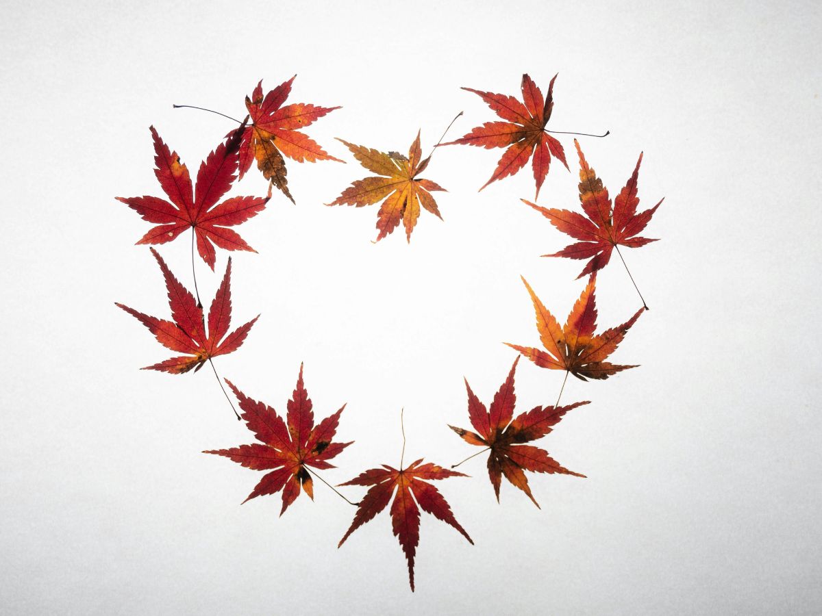 őszi falevél, szív