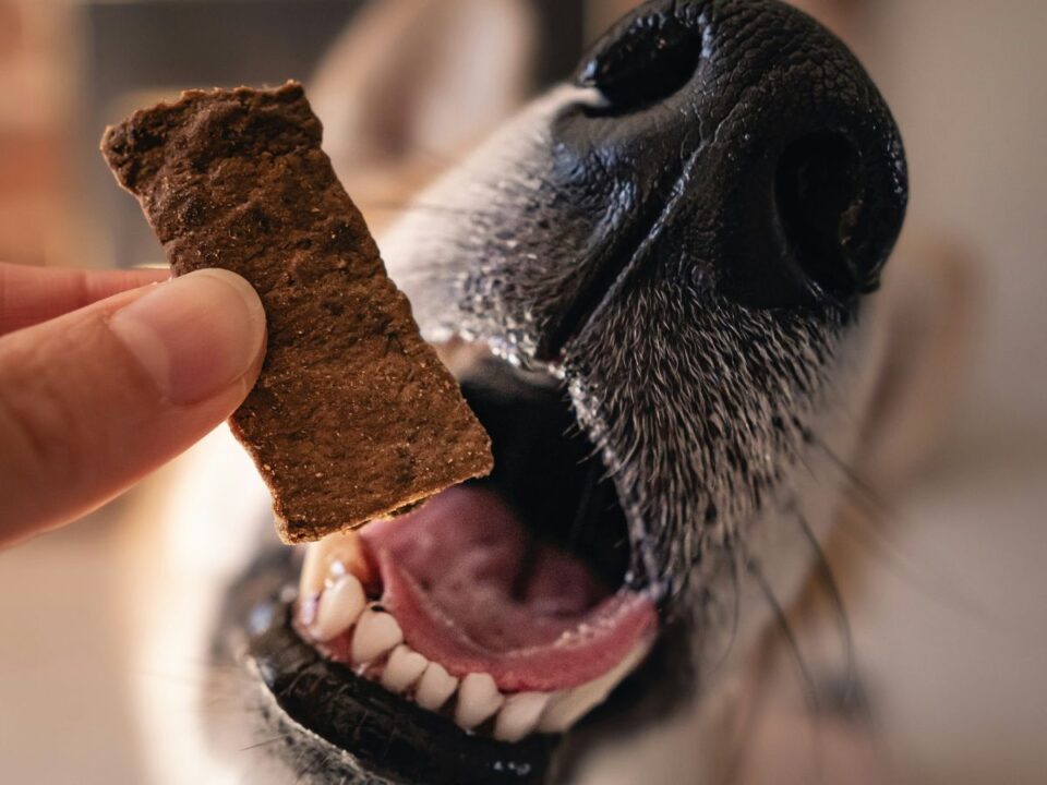 hazi-kutyasnack-receptek - Nők Lapja kutya, jutalomfalat, kutyakeksz, kutyasnack