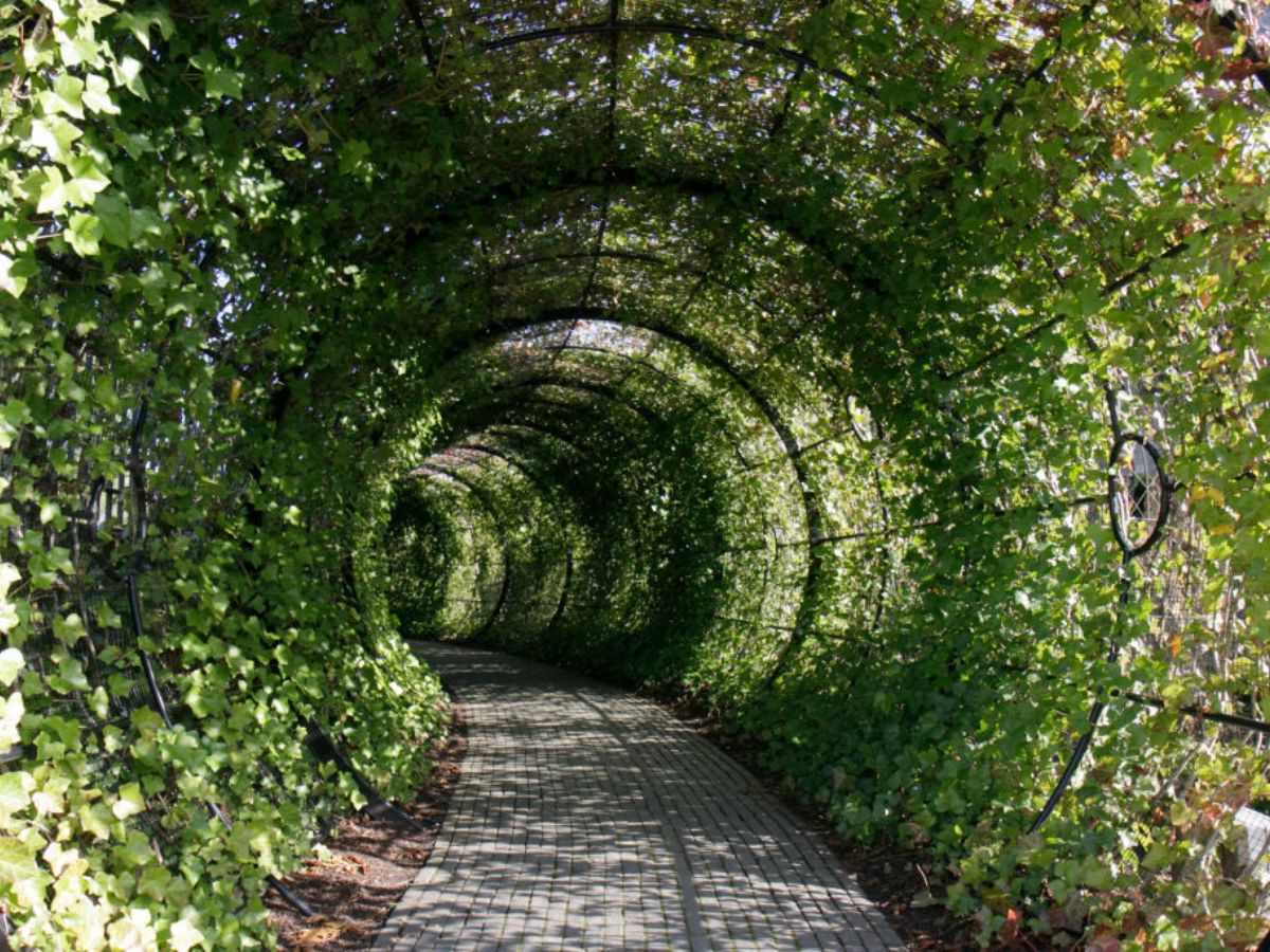 Poison Garden, lugas