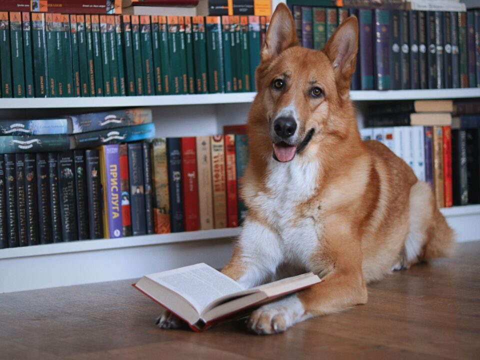 könyv, olvasás, kutya