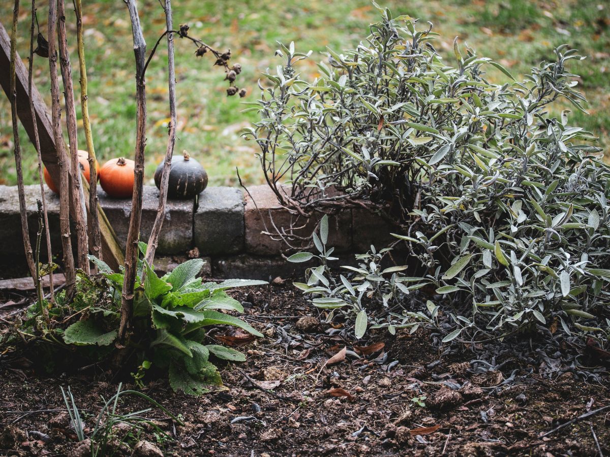 őszi kert, veteményes