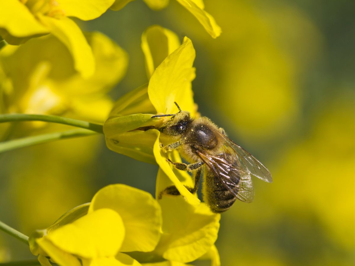 torokfajas-legjobb-mezfajtak - Nők Lapja - Nők Lapja repce, méhecske