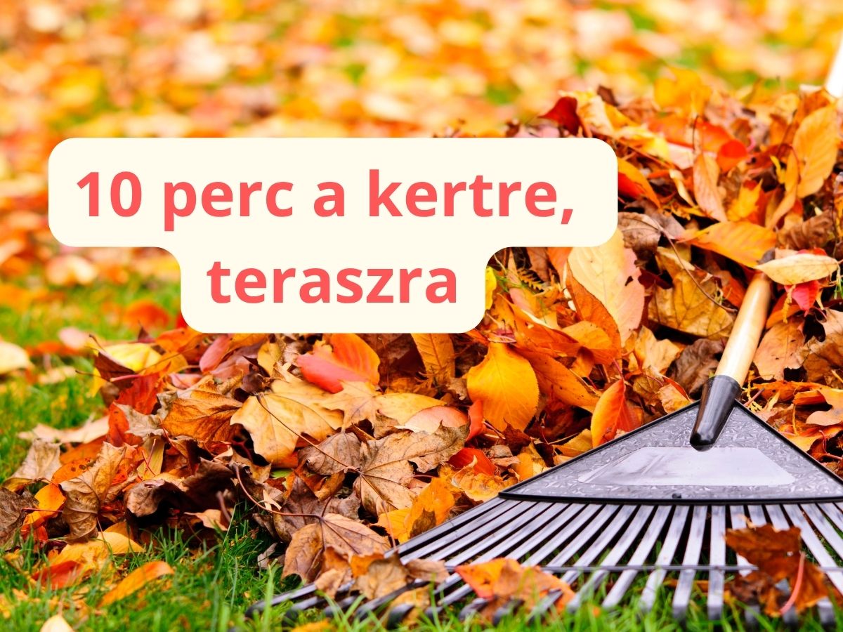 takaritas-10-perces-szabaly - Nők Lapja - Nők Lapja kert