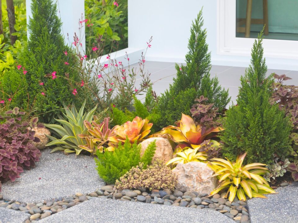 tűzálló növények otthon tűzvédelem szárazságtűrő