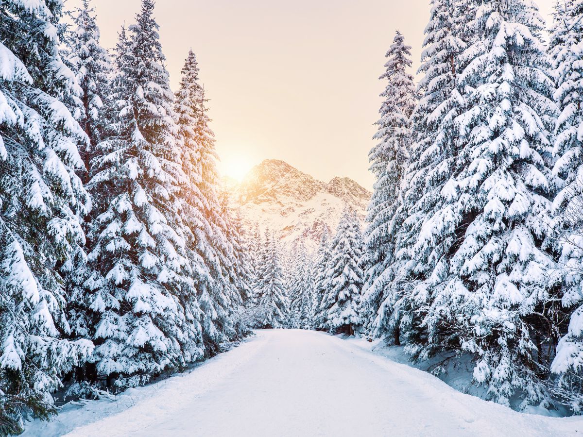 téli táj havas erdő