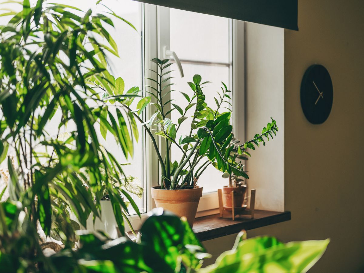 szobanövények