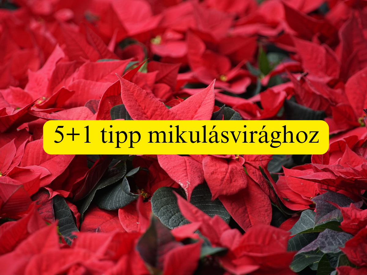 mikulásvirág kisokos