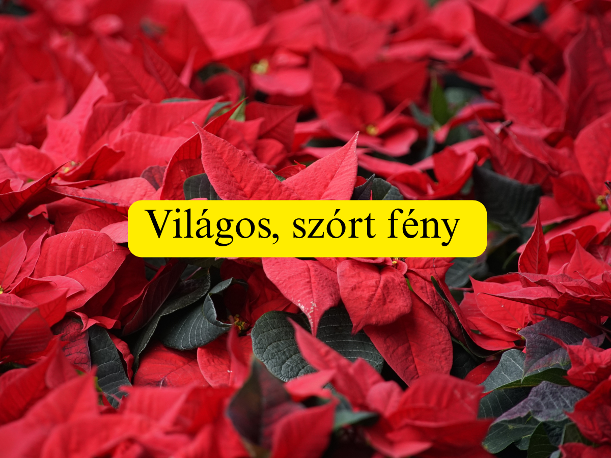 mikulásvirág kisokos