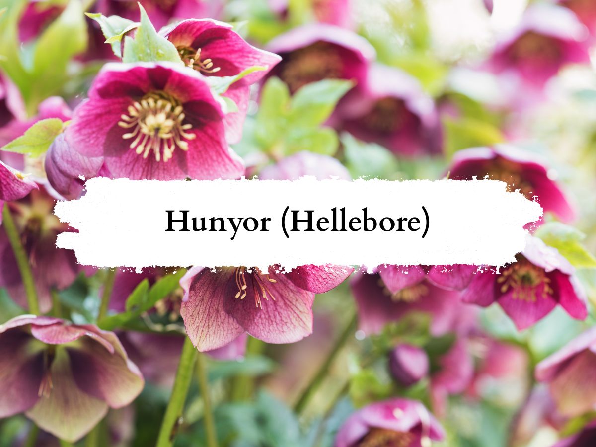 Hunyor Hellebore