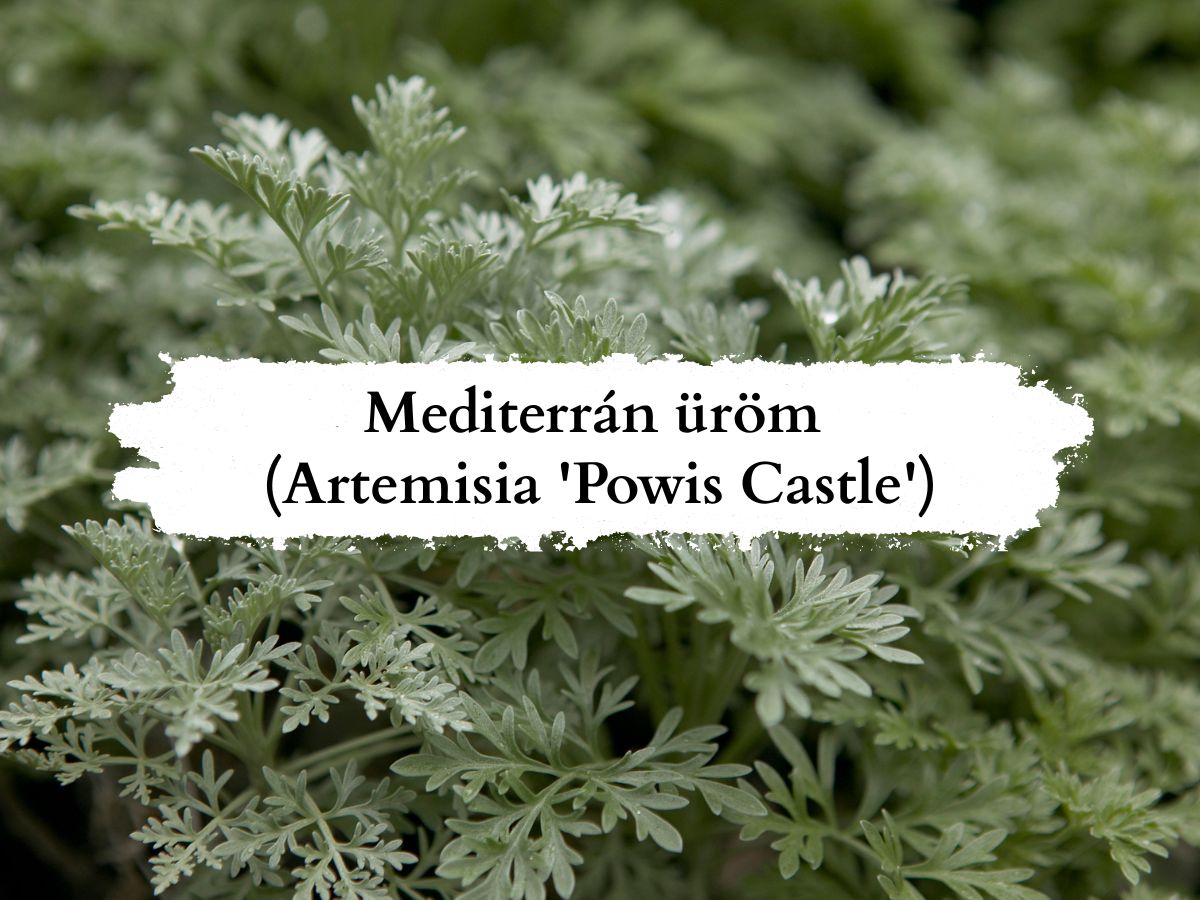 Mediterrán üröm Artemisia Powis Castle