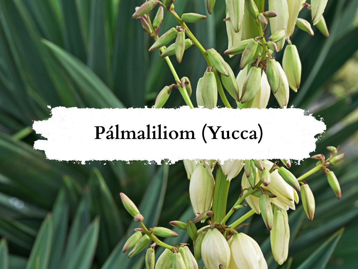 Pálmaliliom Yucca