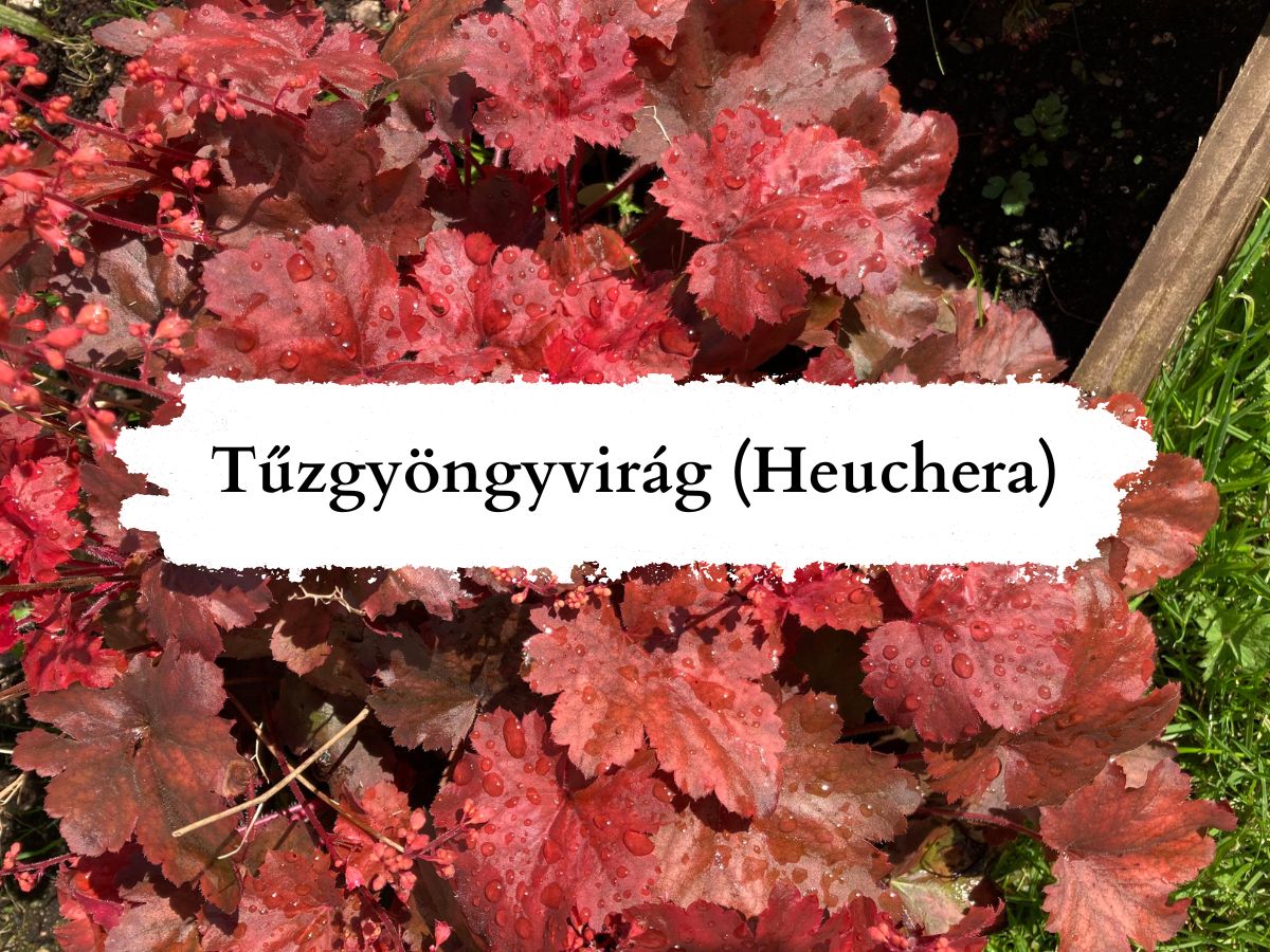 Tűzgyöngyvirág Heuchera