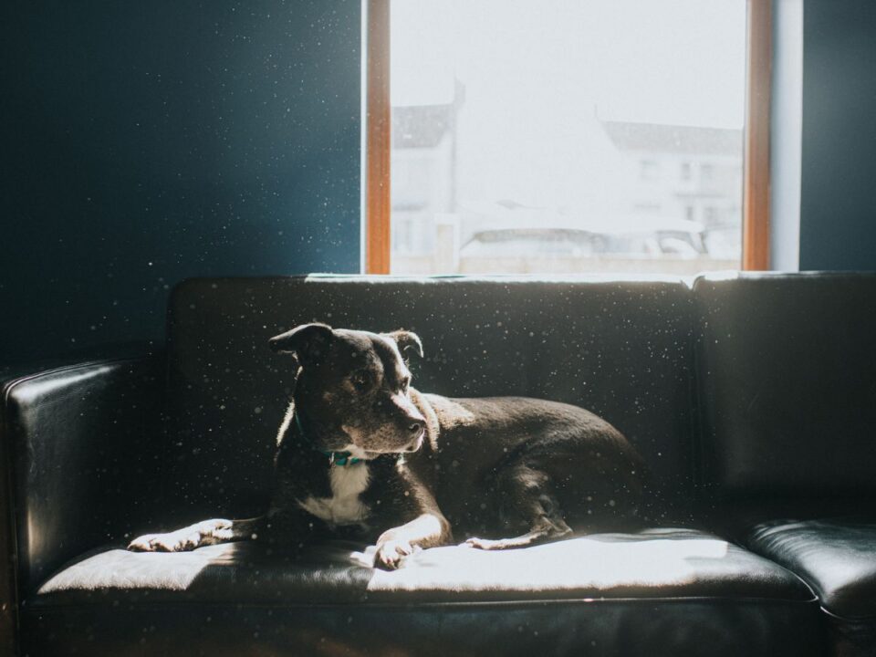 allando-por-okai1 - Nők Lapja kutya por háziállat