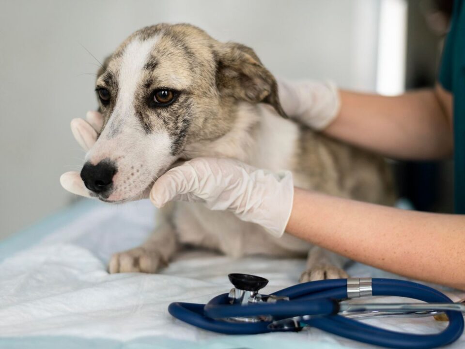 kutya állatorvos