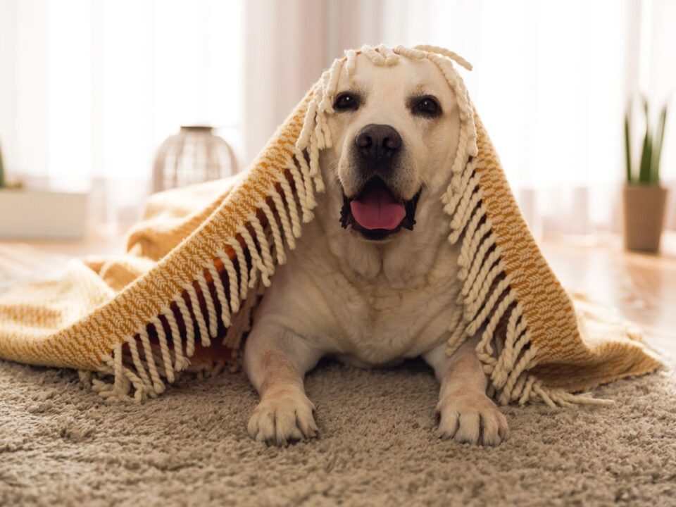 kutya szőnyeg alatt