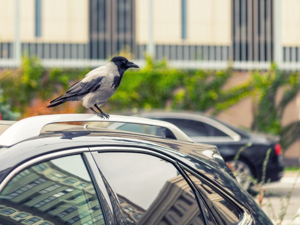 madárürülék leggyakoribb autótípusok