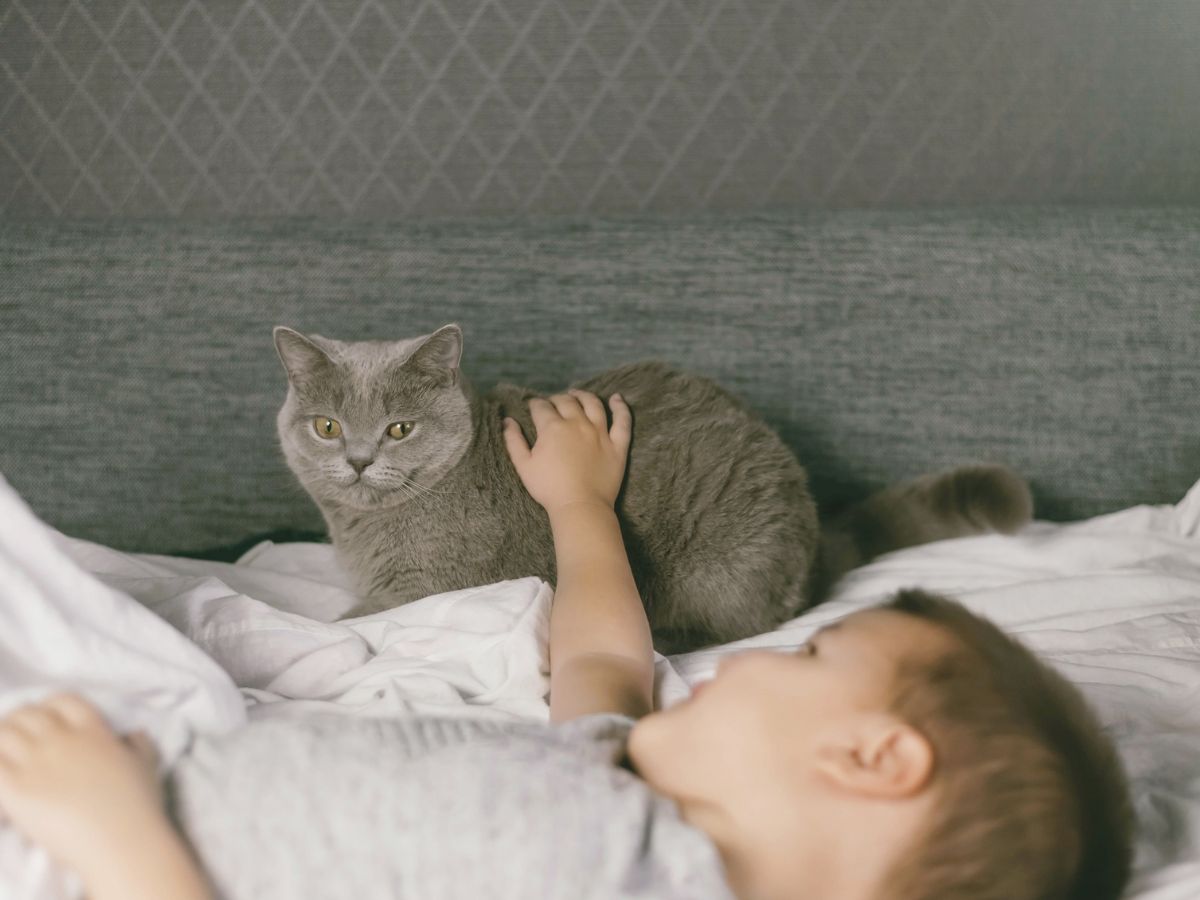 macska gyerek ágyban