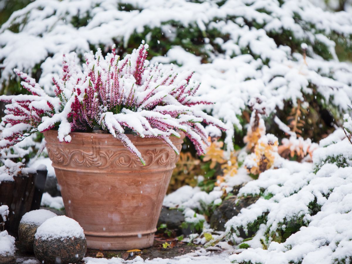 télálló balkonnövények