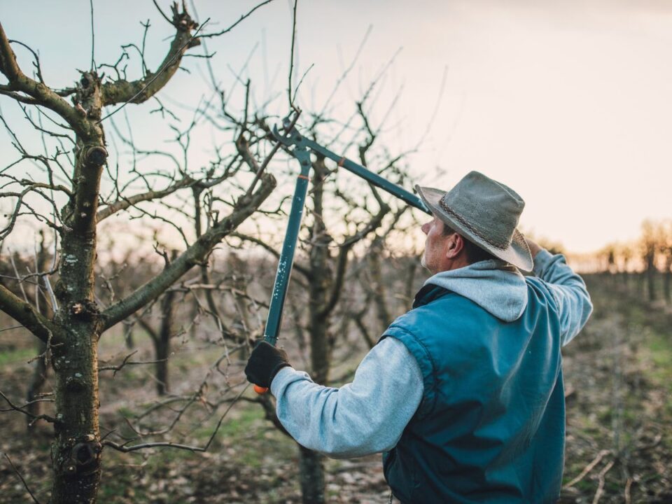 10-noveny-metszes-december - Nők Lapja növények metszés december tél kert gyümölcsfa