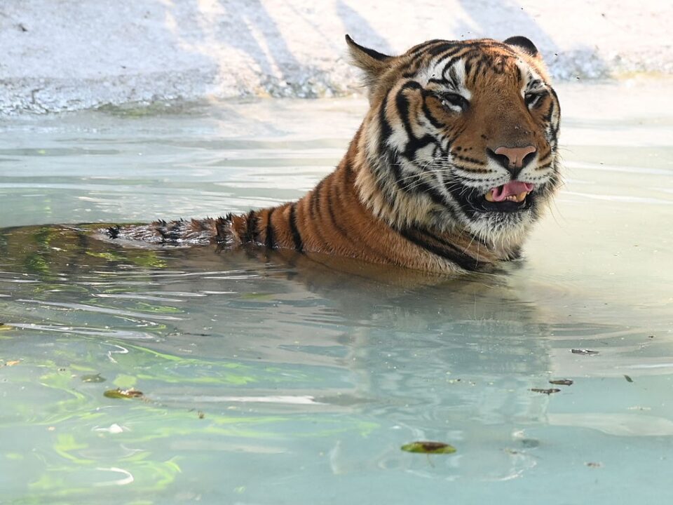 tigrisozvegyek-banglades-india