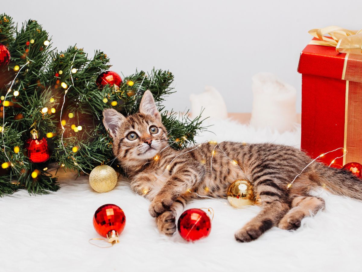 macska, karácsonyfa