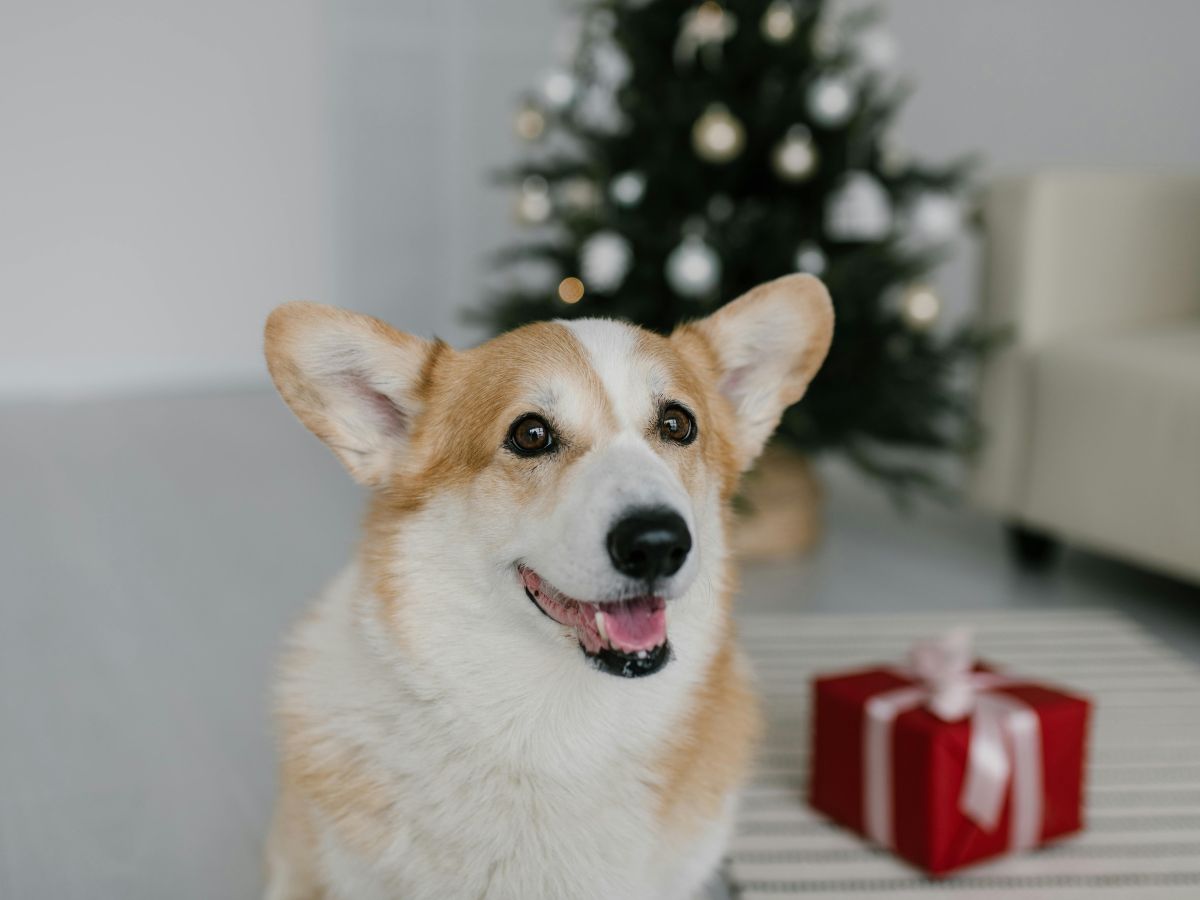 kutya, karácsony