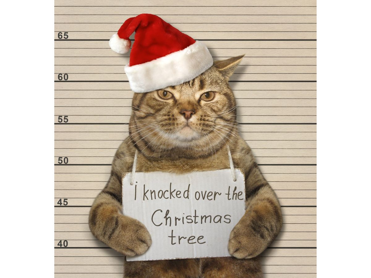 macska, karácsony