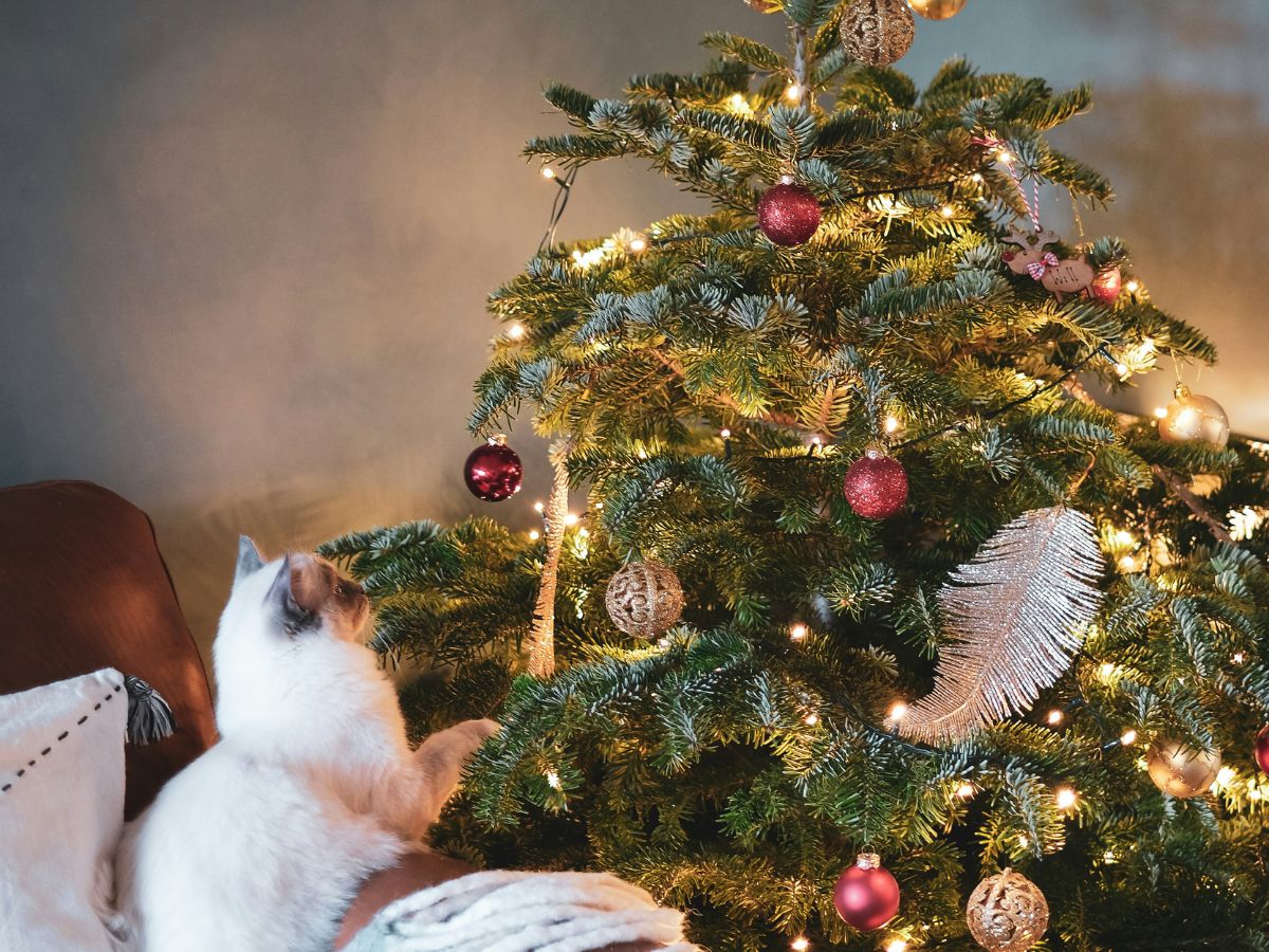 macska, karácsonyfa