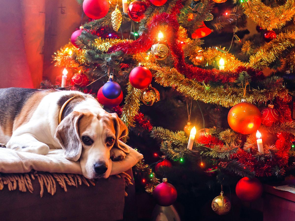 kutya, karácsonyfa