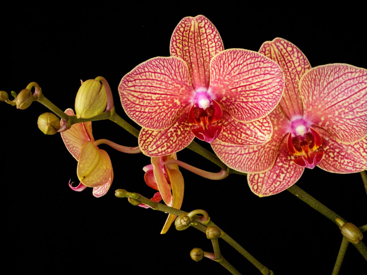 orchidea