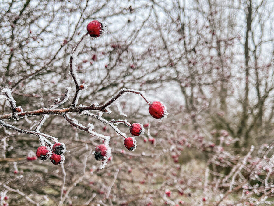 tanyablog-januar - Nők Lapja