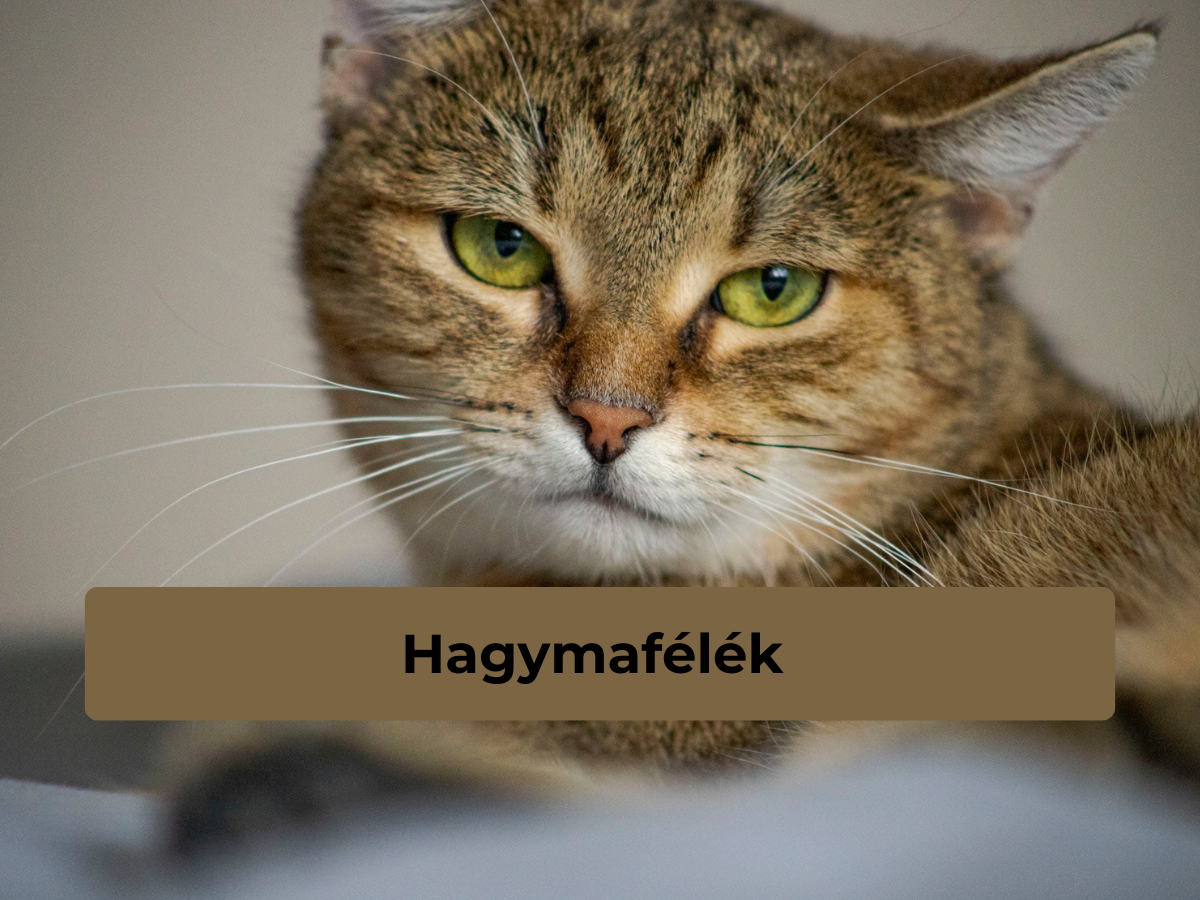 5 veszélyes macskaétel