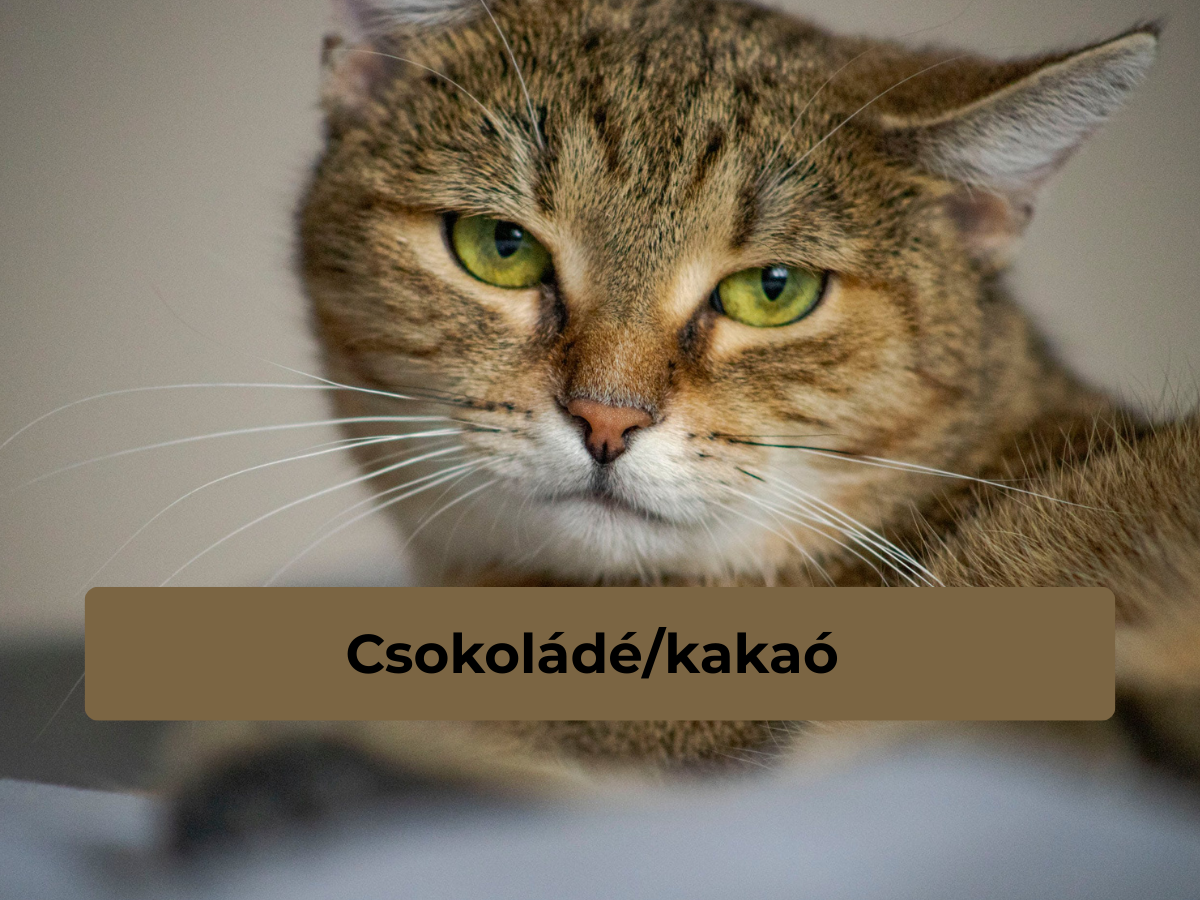 5 veszélyes macskaétel