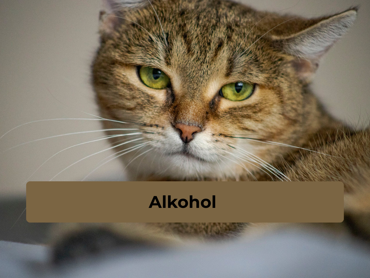 5 veszélyes macskaétel