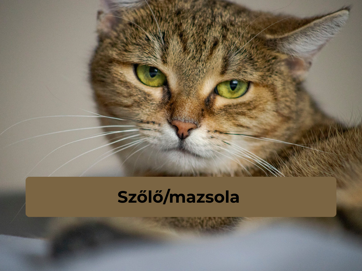 5 veszélyes macskaétel