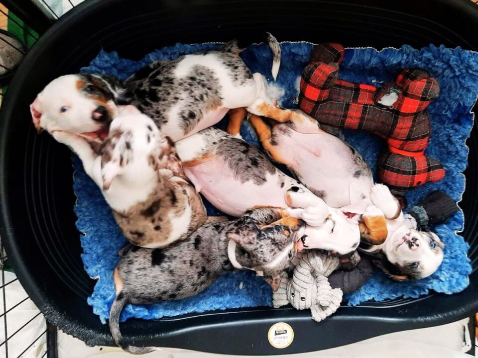 merletacsialom_canva - Nők Lapja