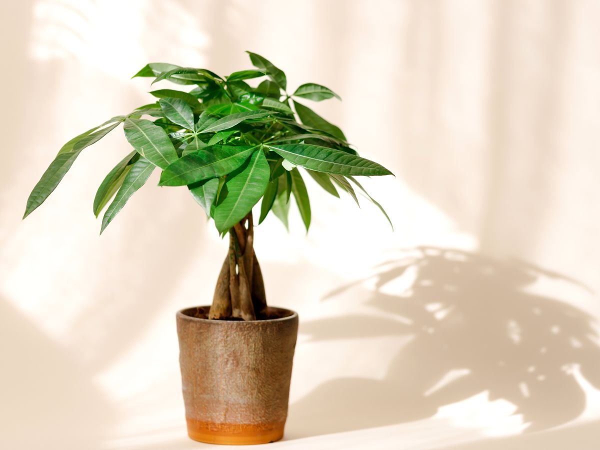 szerencset-hozo-szobanovenyek - Nők Lapja - Nők Lapja Pénzfa