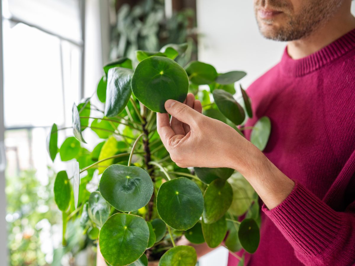 szerencset-hozo-szobanovenyek - Nők Lapja - Nők Lapja Pénzlevelű pilea