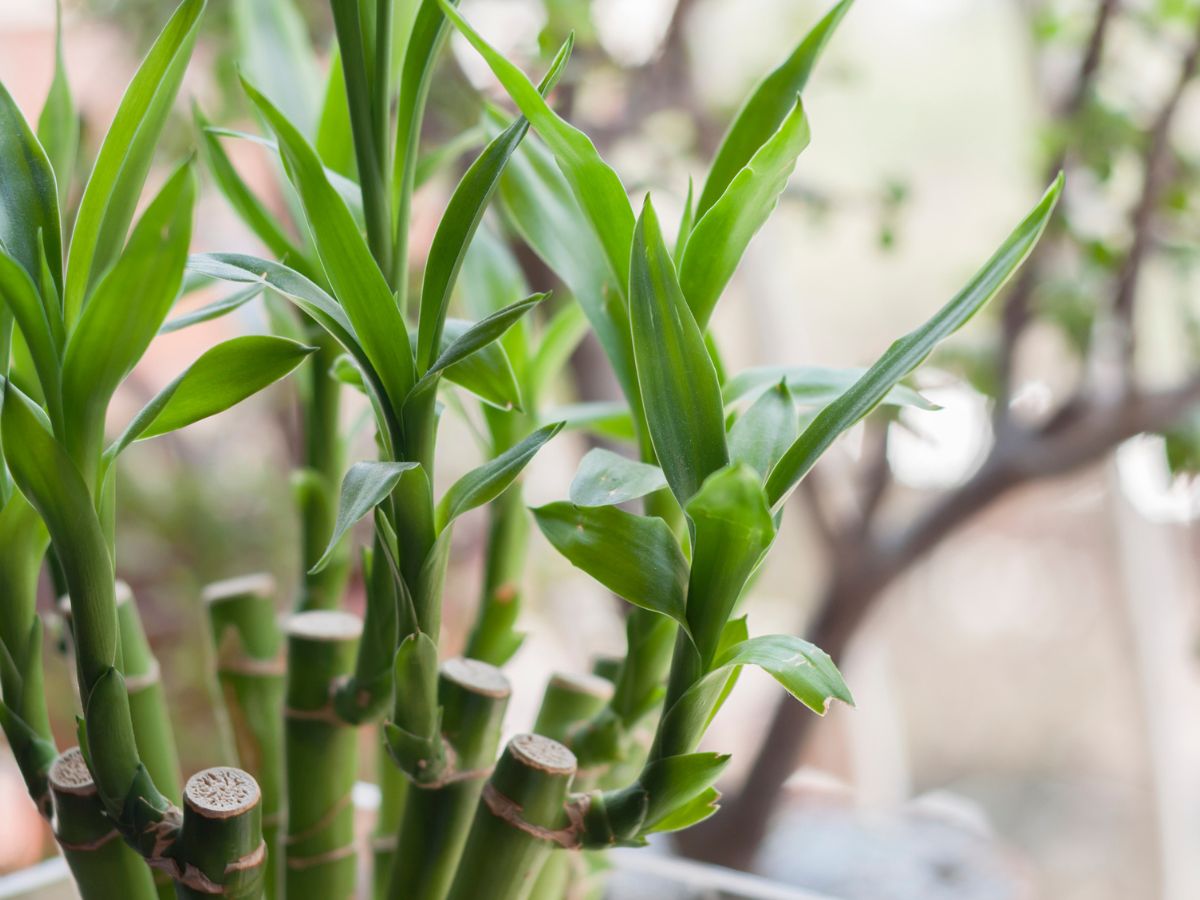 szerencset-hozo-szobanovenyek - Nők Lapja - Nők Lapja Szerencsebambusz