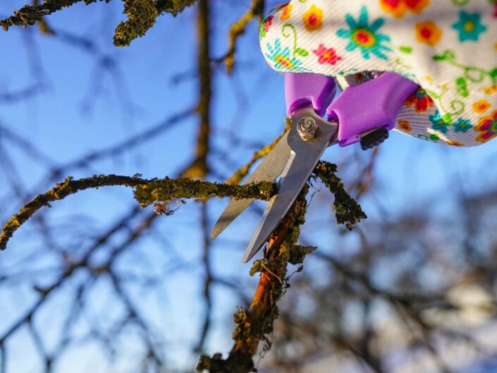 növények metszése télen